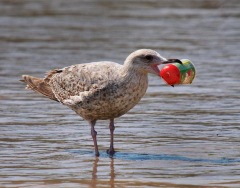 Seabirds and plastic pollution crisis