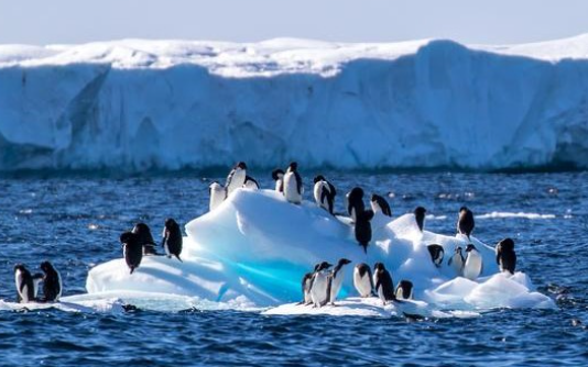 Penguins facing melting sea ice