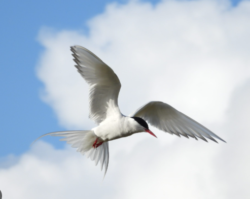Climate change impact on Arctic birds