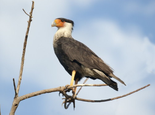 Caracaras clever scavengers and hunters