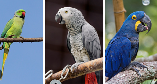 Illegal wildlife trade and rare birds