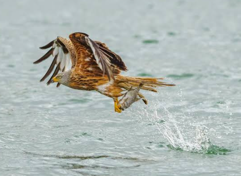 Kites gliding and hunting insects