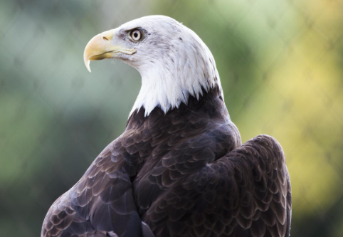 Endangered eagles and their fight for survival