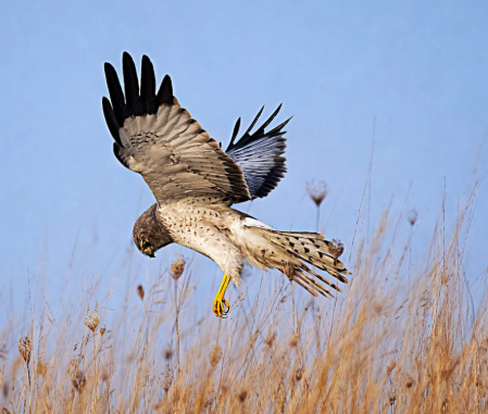 Hawks hunting in open grasslands
