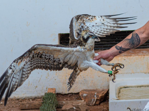 Birds of prey conservation success stories