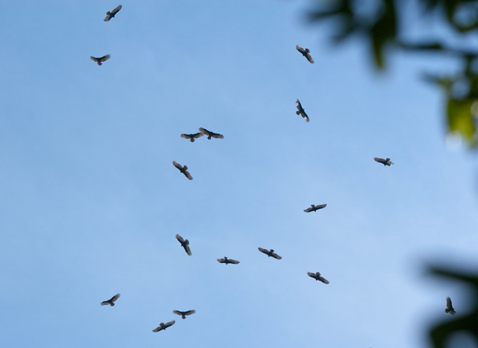 Why vultures circle in the sky