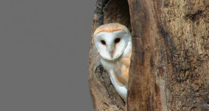 How owls hunt in complete darkness