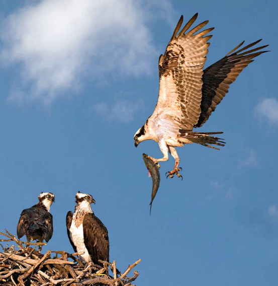 How young eagles learn to fly