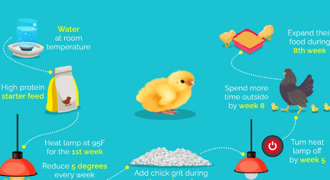The life cycle of a raptor chick