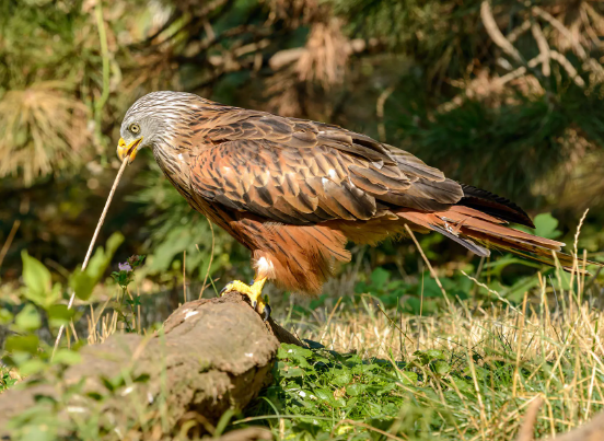 Birds of prey feeding behavior explained