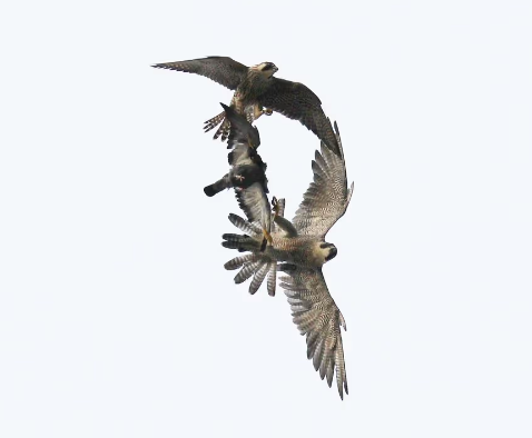 Raptors fighting over prey in the wild